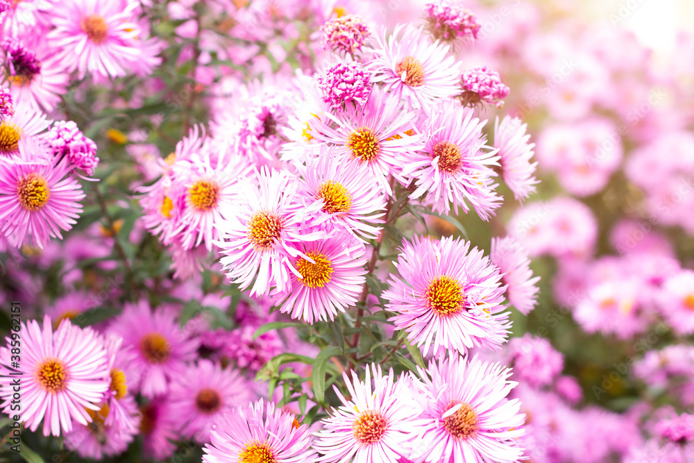 Fresh bright pink and purple aster flower in the garden on green grass background in summer and autumn. Fresh bright pink and purple aster flower in the garden on green grass background in summer and autumn.