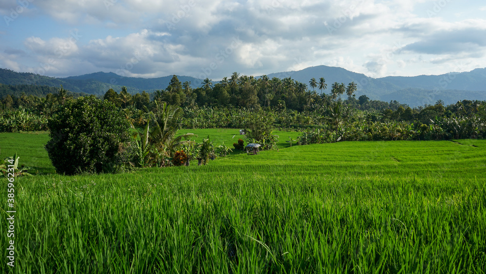 Beautiful natural scenery of green rice fields in tropical countryside during the morning