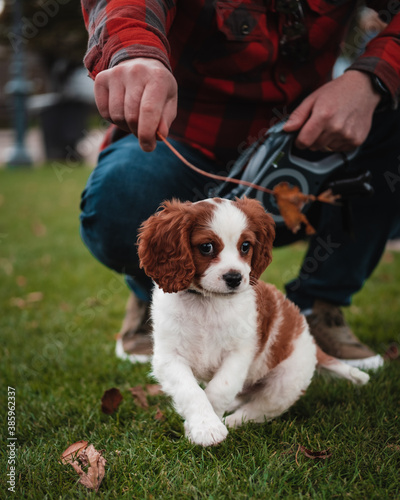 cavalier king charles spaniel