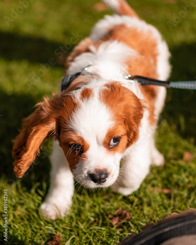 cavalier king charles spaniel
