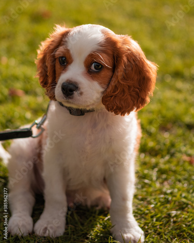 cavalier king charles spaniel