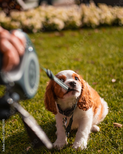 cavalier king charles spaniel