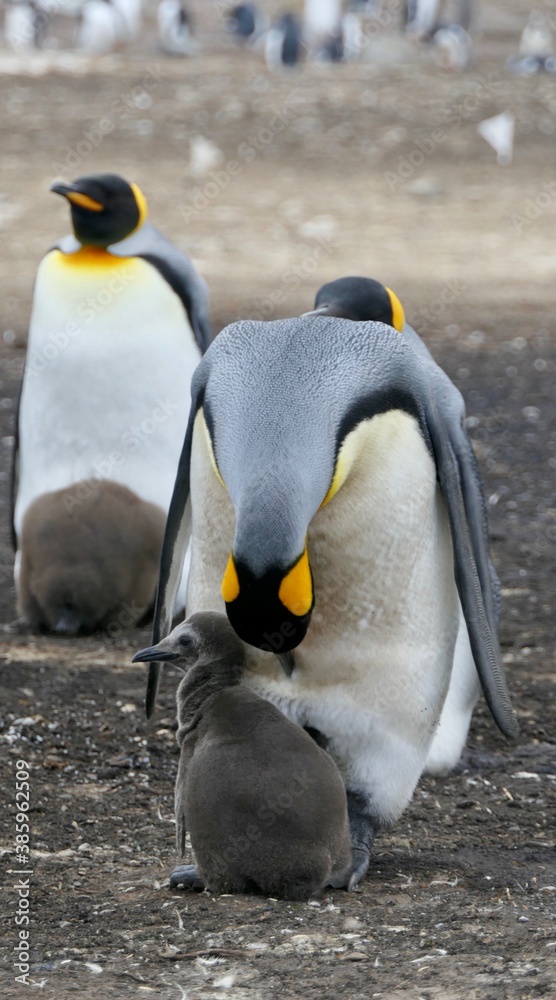 Obraz premium King Penguin breeding fluffy chick in colony, Falkland Islands