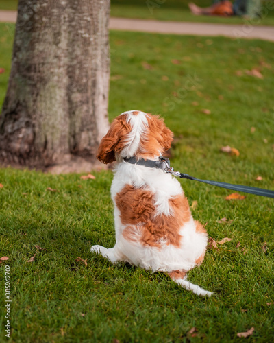 cavalier king charles spaniel