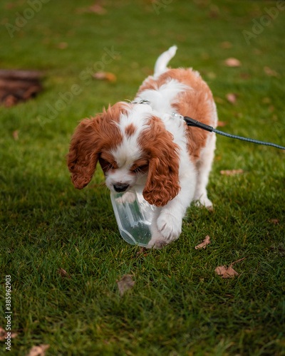 cavalier king charles spaniel