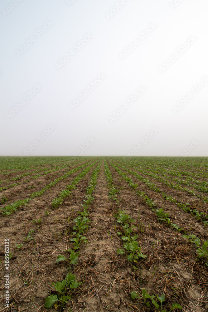 Rape field in the fog