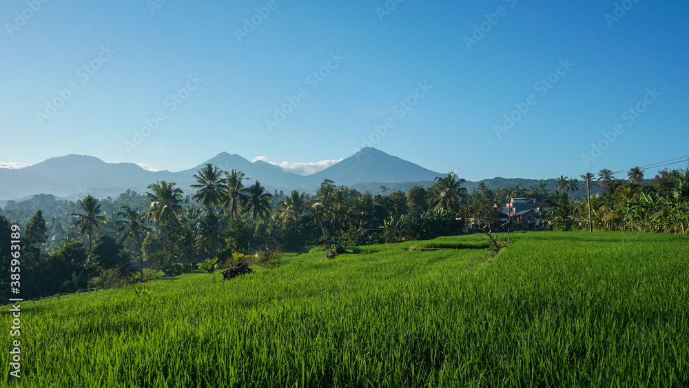 Beautiful natural scenery of green rice fields in tropical countryside during the morning Beautiful natural scenery of green rice fields in tropical countryside during the morning