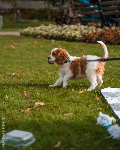 cavalier king charles spaniel