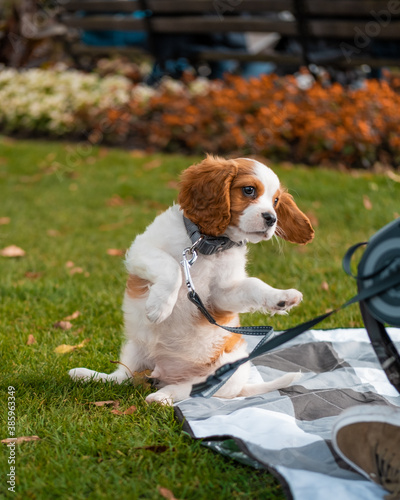 cavalier king charles spaniel