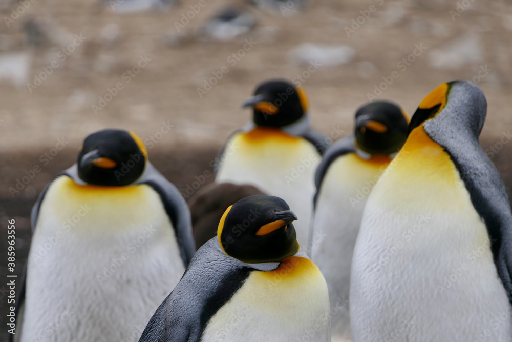 Fototapeta premium King penguin in crowded colony looking into camera, Falkland Islands