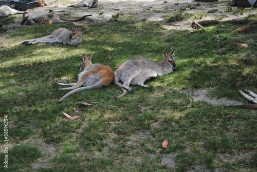 Fototapeta Naklejka Na Ścianę i Meble -  Kangaroos in the Australian zoo in New South Wales, Australia