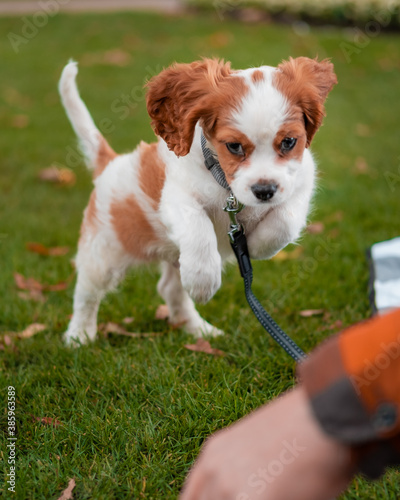 cavalier king charles spaniel