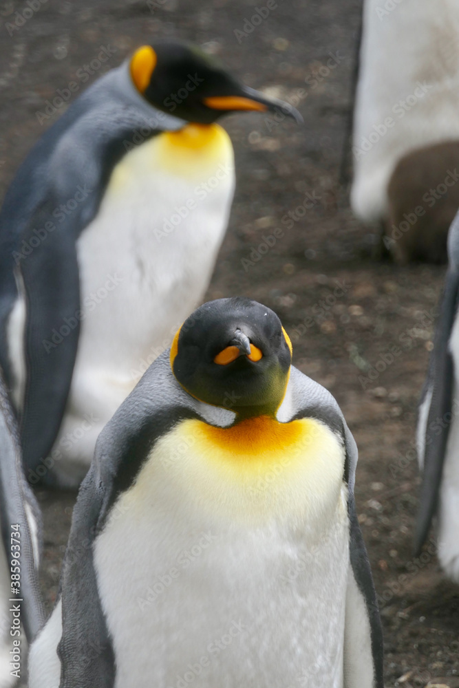 Naklejka premium King penguin in crowded colony looking into camera, portrait, Falkland Islands