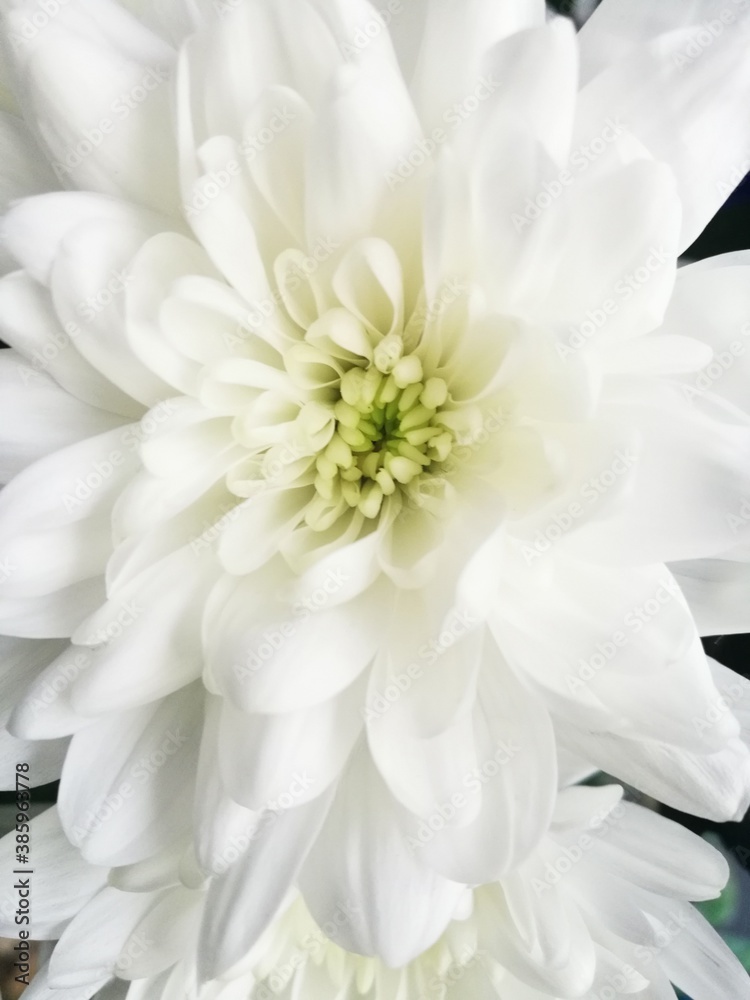 Fototapeta premium white chrysanthemum flower