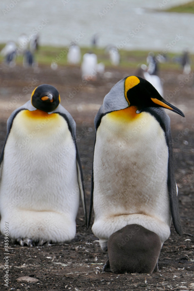 Fototapeta premium King Penguin looking into camera while breeding fluffy chick, Falkland Islands