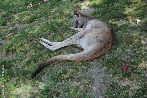 Kangaroos in the Australian zoo in New South Wales, Australia
