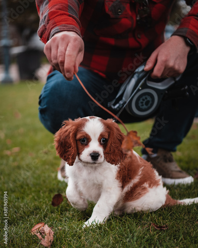 cavalier king charles spaniel