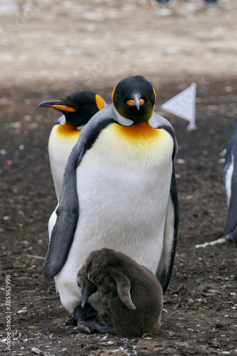 King Penguin looking into camera while cuddling fluffy chick, Falkland Islands