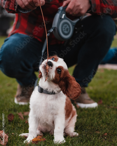 cavalier king charles spaniel
