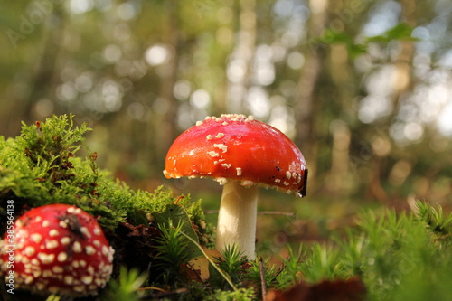 a little red fly agaric mushroom in green moss macro and a brown white bokeh in the background at a sunny day in the forest in autumn