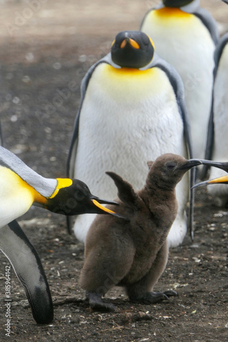 Lonely king penguin chick being attacked by others in colony  Falkland Islands