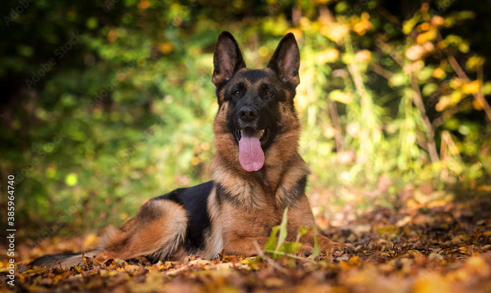 adult german shepherd dog in autumn park adult german shepherd dog in autumn park