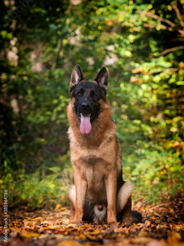 adult german shepherd dog in autumn forest
