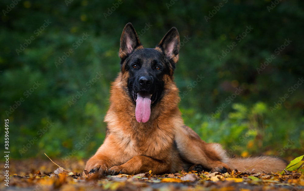 adult german shepherd dog in autumn forest adult german shepherd dog in autumn forest