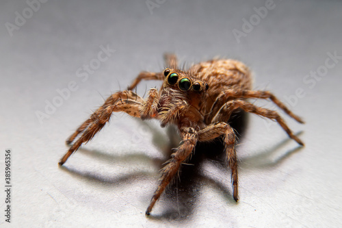Close up of the jumping spider on black background. The yellow spider on steel in the morning in house.