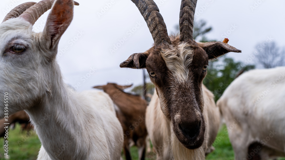 Herd of Livestock Goats Roaming in Fields. Farming and farm Animals Concept. Herd of Livestock Goats Roaming in Fields. Farming and farm Animals Concept.