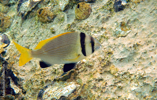 Double-bar bream, scientific name is Acanthopagrus bifasciatus is a tropical fish inhabiting coral reefs of the Red Sea, this fish forms schools and has a commercial importance in the Middle East photo