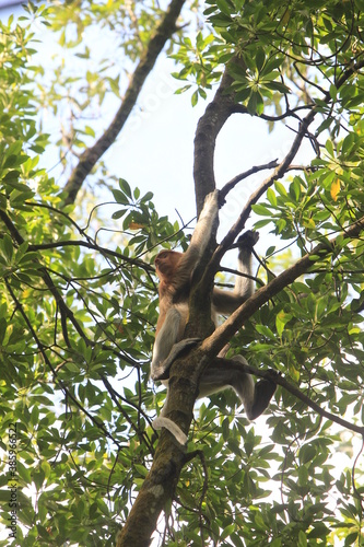 Proboscis monkeys are long-nosed monkeys with reddish brown hair and are one of two species in the genus Nasalis. Proboscis monkeys are endemic to the island of Borneo which is famous for its mangrove