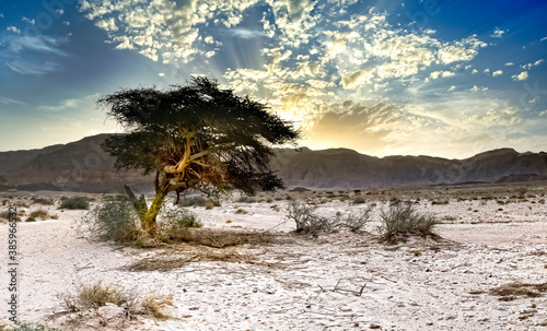 Lonely acacia tree in geological nature park Timna, Israel