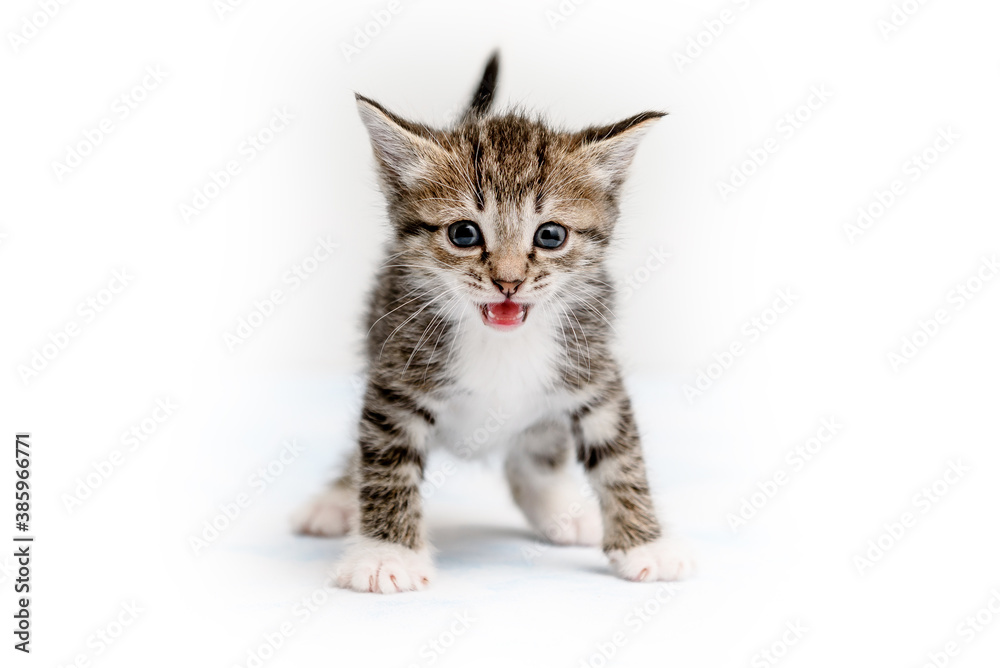 Striped kitten in a playful pose on a white background