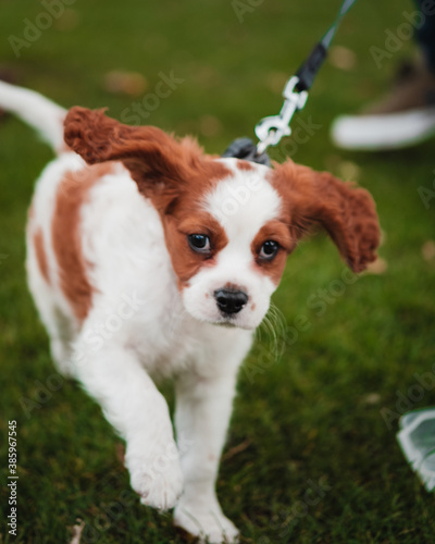 cavalier king charles spaniel