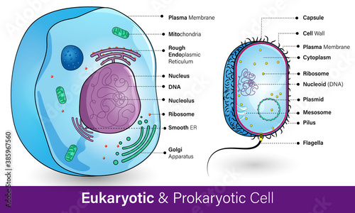 Prokaryotic vs Eukaryotic cell. difference between animal cell and bacterial cell. Medical diagram. difference between microorganism and human cell vector graphic illustration poster.  photo