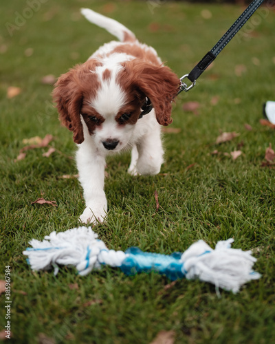 cavalier king charles spaniel