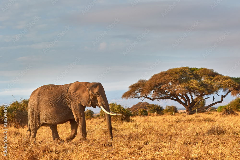 Fototapeta premium Big elephant walking in front of an acacia tree