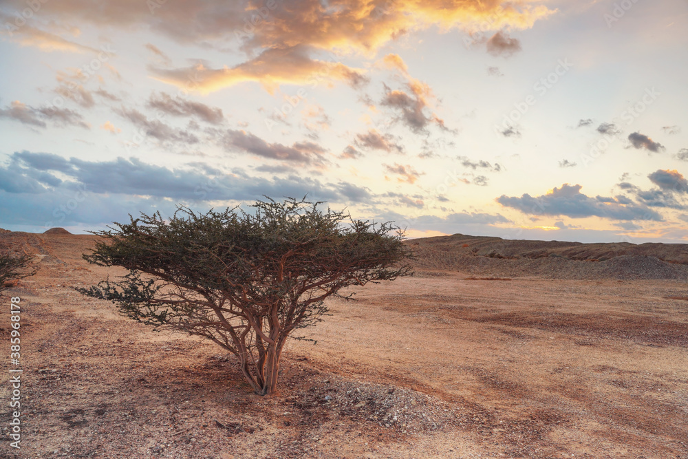 Small bush or tree with thorny branches growing in desert like landscape, sunset clouds in distance - typical scenery in southern part of Israel near Jordan border Small bush or tree with thorny branches growing in desert like landscape, sunset clouds in distance - typical scenery in southern part of Israel near Jordan border