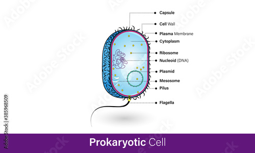 E Coli bacteria microorganism detailed structure. vertical cross section labelled diagram. microbe infographic poster.  inner Parts of prokaryote. Medical diagram vector illustration. 