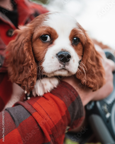 cavalier king charles spaniel