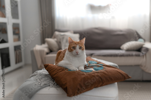 gato blanco y marrón con ojos amarillos sentado sobre una almohada, mira a la cámara