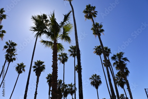 palm trees against blue sky