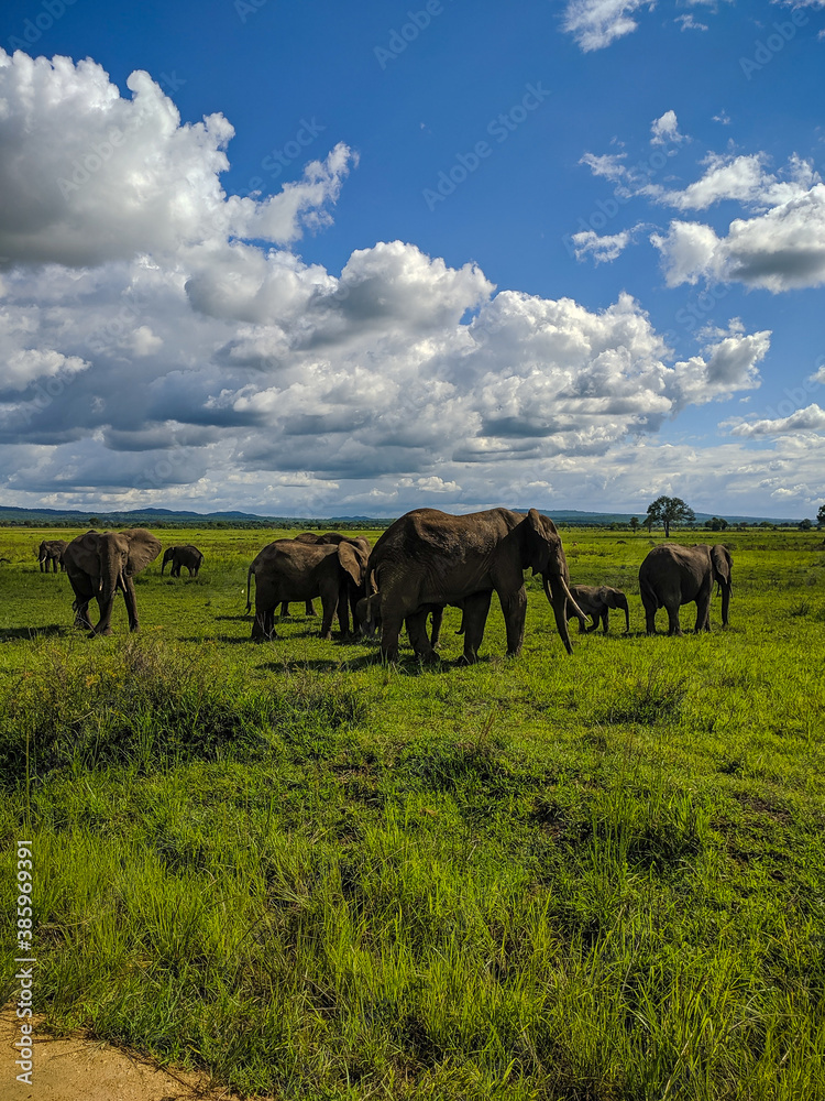 Naklejka premium Mikumi, Tanzania - December 6, 2019: african elephants eating grass in green meadows in the savannah. Vertical