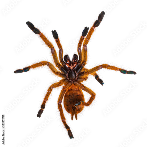 Bottom view of young Orange baboon tatantula spider aka Pterinochilus murinus RCF. Isolated on white background.