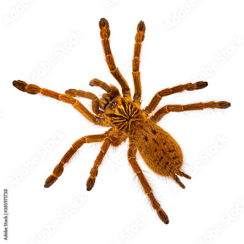 Top view of young Orange baboon tatantula spider aka Pterinochilus murinus RCF. Isolated on white background.
