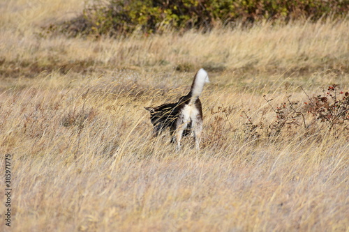 Brown husky with white tail walking in dry grass © TanyaTab