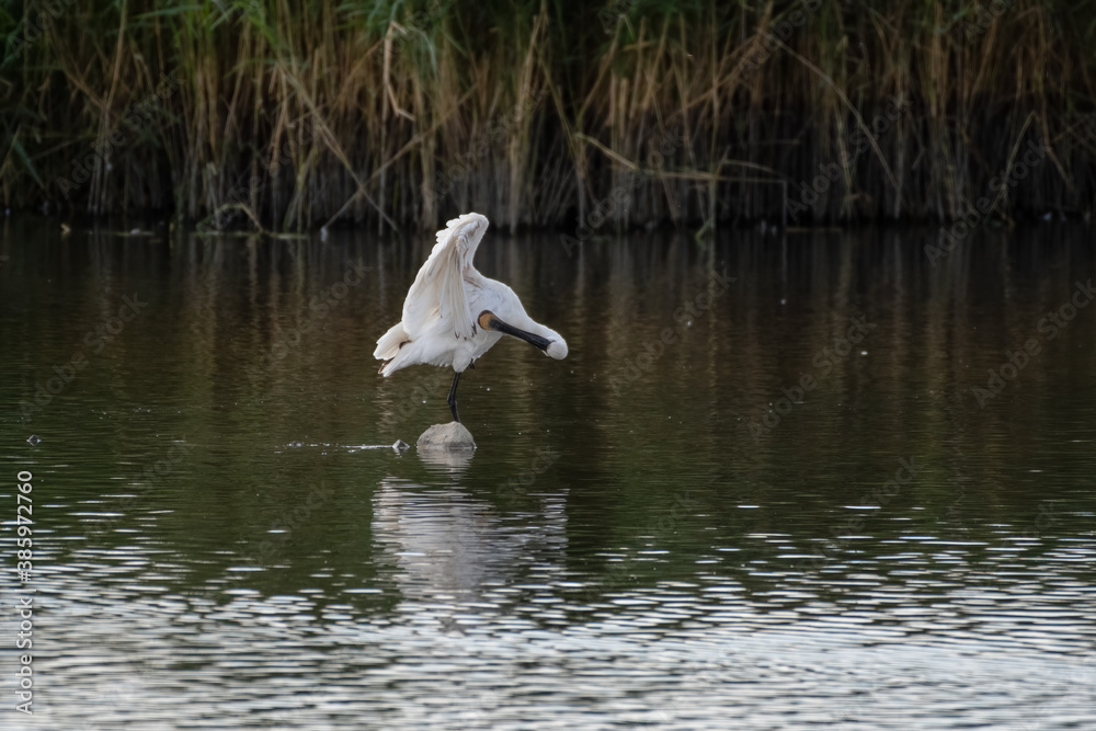 Spoonbill Wading in Shallow Water Searching for Fish Spoonbill Wading in Shallow Water Searching for Fish
