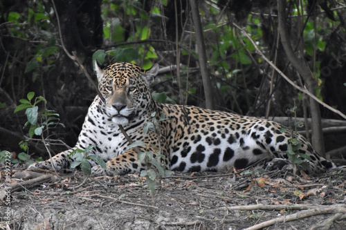 Jaguar in the Pantanal, Brazil