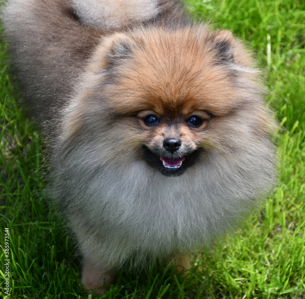A young dog of the Pomeranian spitz breed stands on a green lawn A young dog of the Pomeranian spitz breed stands on a green lawn